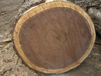wood2.jpg